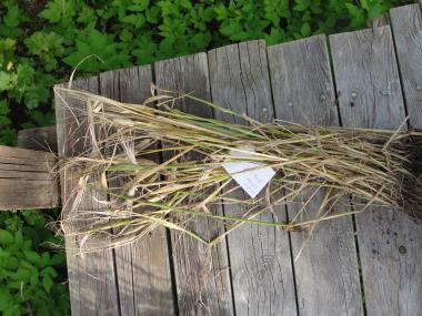 Billede af plante